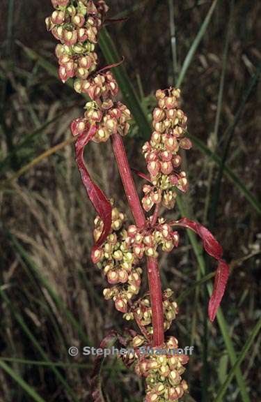 rumex conglomeratus 1 graphic